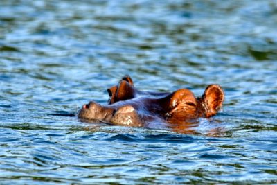 A hippo barely visible swimming in a river