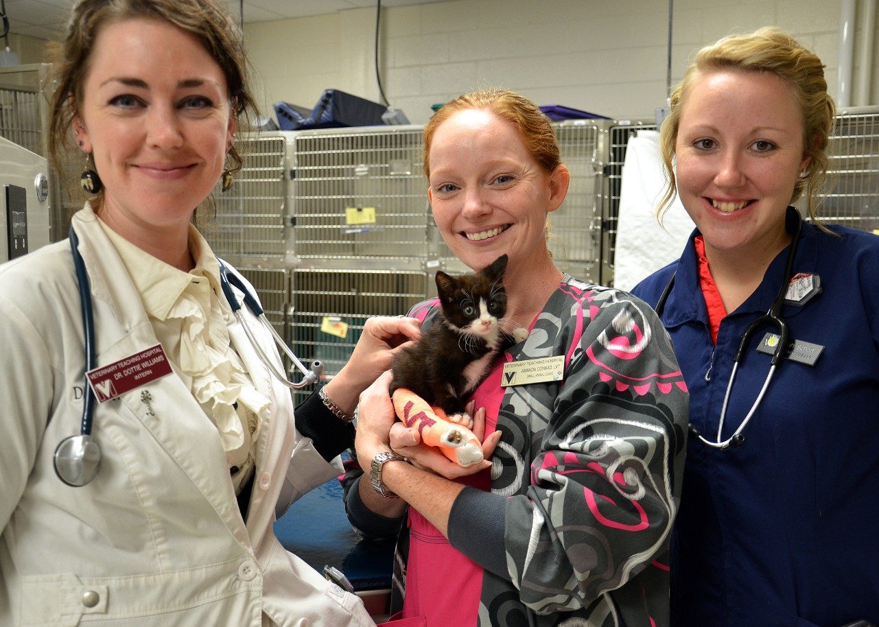 From left, Dr. Dottie Williams, small animal intern; Amanda Conrad, licensed veterinary technician; and Sarah Schott, fourth-year veterinary student, provided care for Hagen, an 8-week-old kitten found with two broken legs in a Blacksburg yard. 