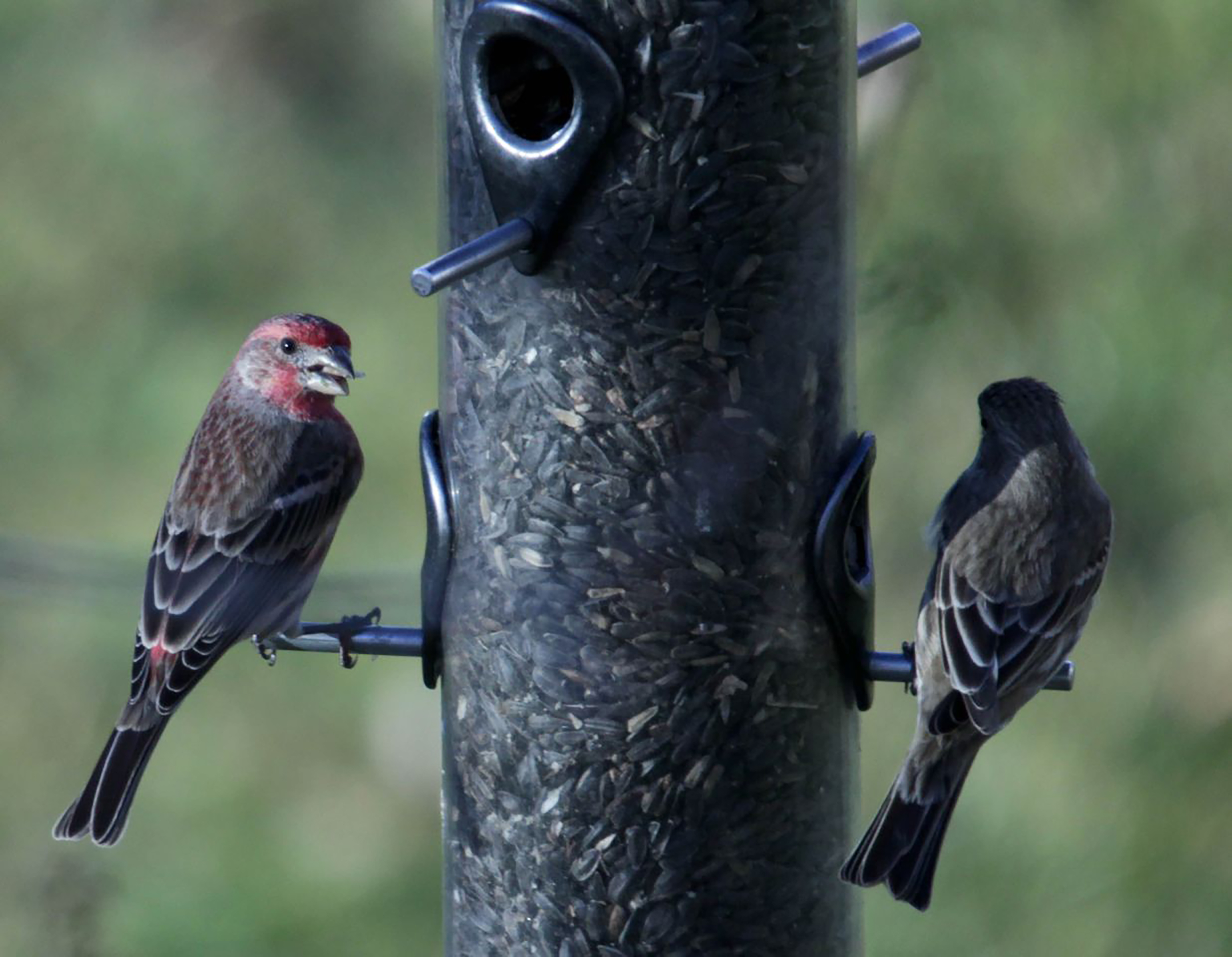 Male finches on bird feeder