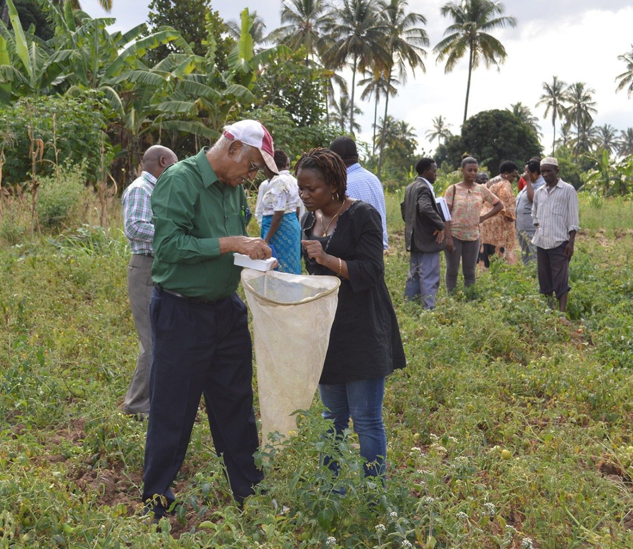 Muni Muniappan helps a workshop participant identify larvae of the tomato leafminer at a workshop on the destructive moth in Tanzania.