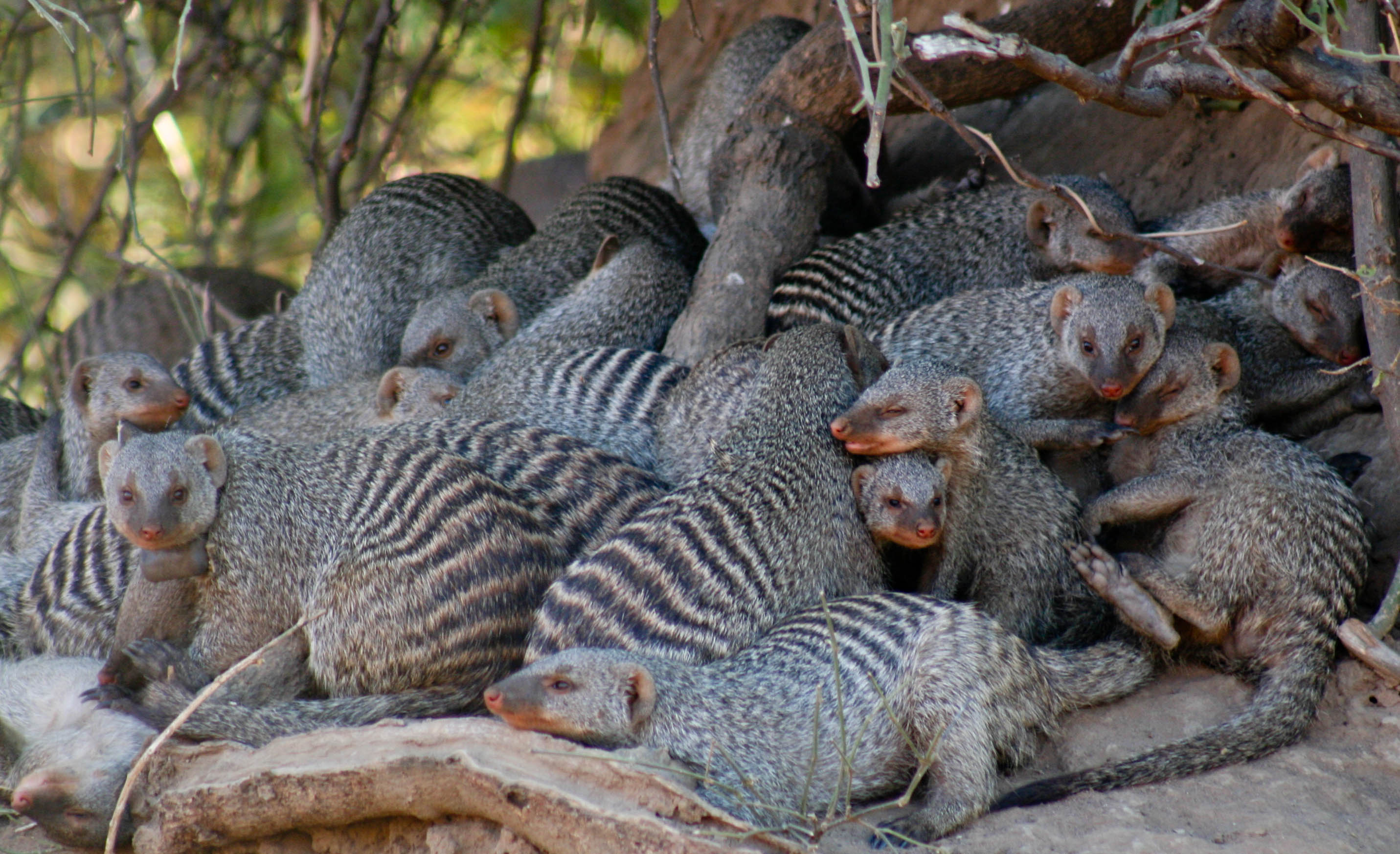 Group of banded mongoose