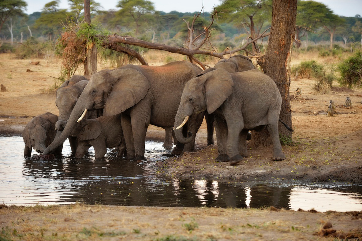 A group of elephants beside a river