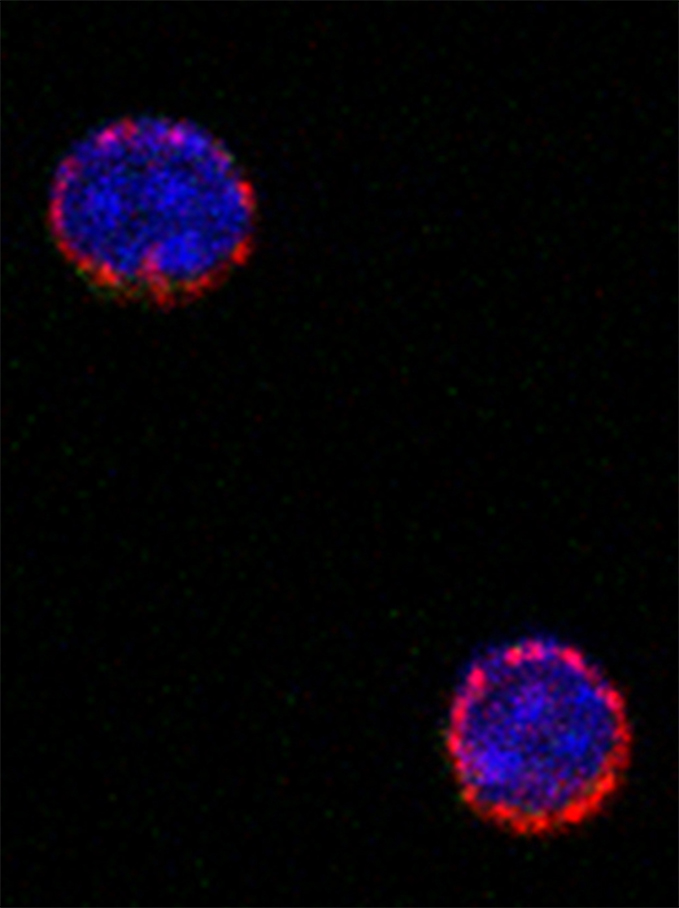 Three cells as imaged through a microscope.