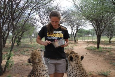 A cheetah nurse at the Cheetah Conservation Fund just outside of Otjiwarongo, Namibia, feeds two of the Ambassardor cheetahs at the center.  Photo by Lindsay Key.
