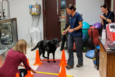 Saint, a retired service dog, participates in physical rehabilitation at the Virginia-Maryland College of Veterinary Medicine's Veterinary Teaching Hospital