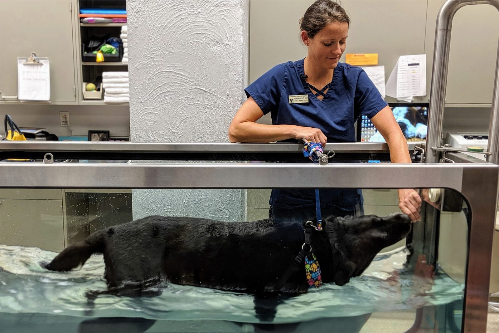 Flori Bliss, a licensed veterinary technician who completed the Canine Rehabilitation Certificate Program, works with Saint in the underwater treadmill.