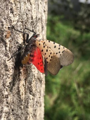 adult spotted lanternfly stretches its wings