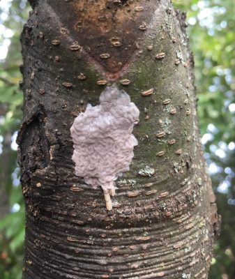 a pale brown egg mass on a honey locust trunk
