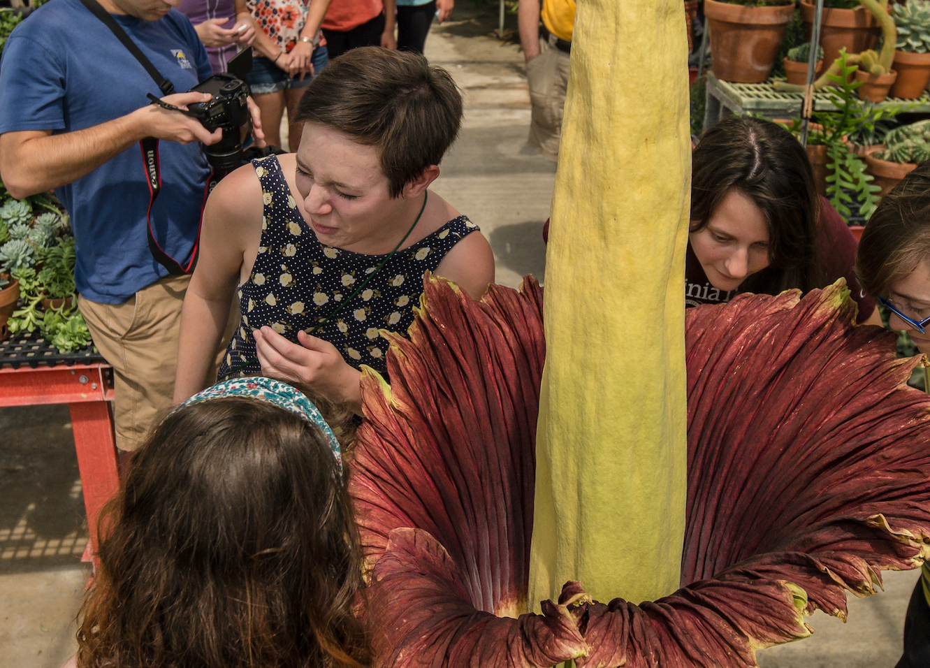 VT students lean in to smell the corpse flower on Saturday, August 29, 2015.