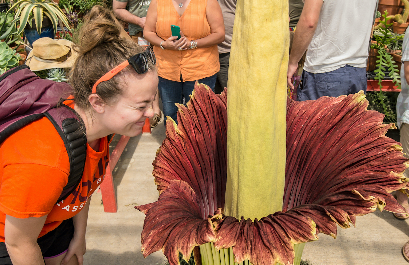 Visitor displays the most common reaction to smelling the corpse flower at the CALS greenhouse on Saturday, August 29, 2015