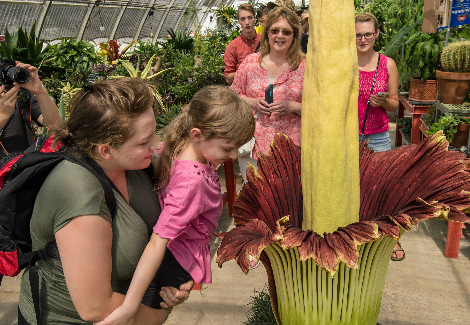 Visiting mother holds her daughter up for a whiff of the corpse flower at the CALS greenhouse on Saturday, August 29, 2015.