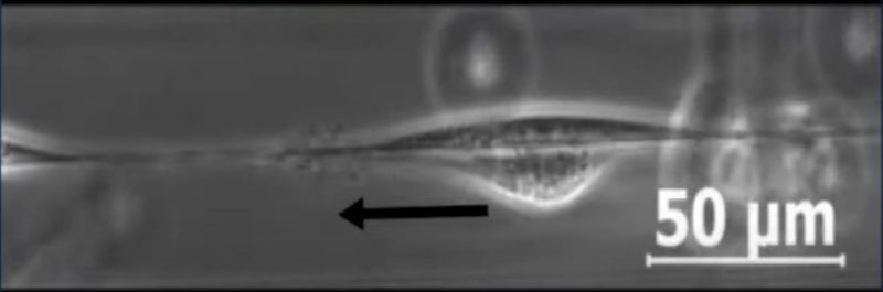 Cells pass on a single fiber. Image courtesy Johns-Hopkins University.