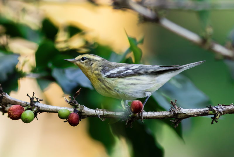 Close up of a small yellow and gray bird on a thin branch