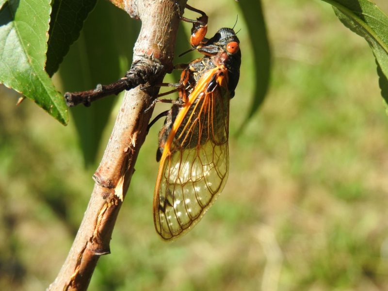 Periodical Cicada Brood X