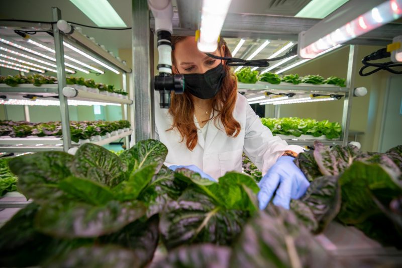 The Center for Advanced Innovation in Agriculture is a catalyst for research that spans disciplines in order to advance technologies and enhance decisions for expanding agricultural and food systems. 