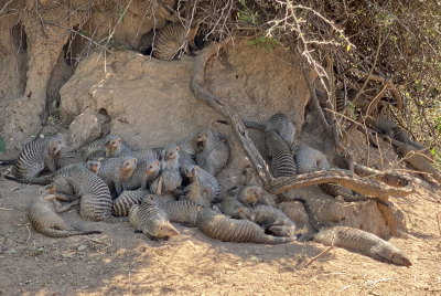 A group of about 25 banded mongooses relaxing in the shade