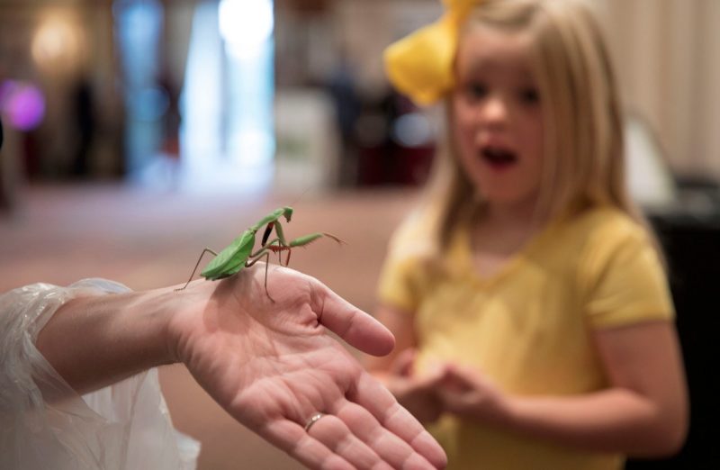 Olivia Simmons, 5, reacts as her mom, Jennie Simmons, holds a praying mantis at the 2017 Hokie Bugfest.