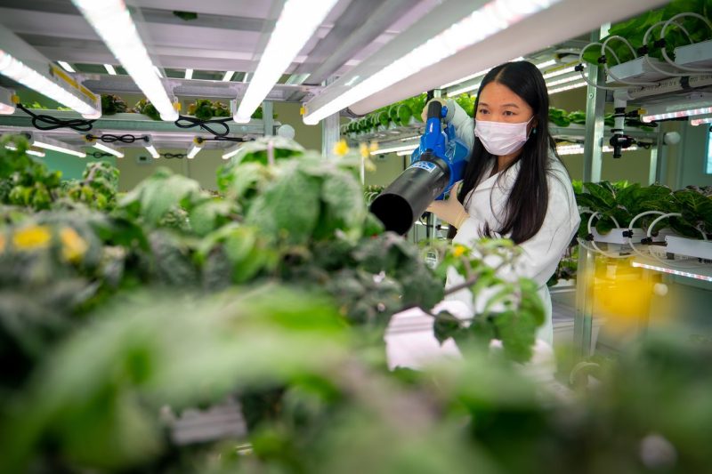 Emily Zhou, a post-doctoral research associate with Virginia Tech's School of Plant and Environmental Sciences , pollinates micro tomato flowers at the Controlled Environment Agriculture Innovation Center on IALR’s campus in Danville.