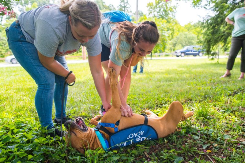 Students and faculty in the Applied Animal Behavior and Welfare Lab are teaming up with the Charlottesville-Albemarle SPCA to assess the impact of fostering on shelter dog welfare and behavior.
