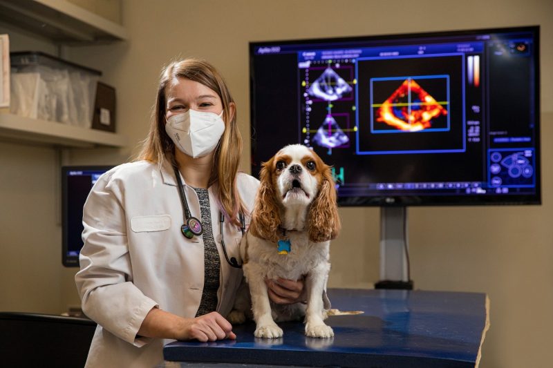 Alessandra Franchini, PhD candidate, Small Animal Medicine and Surgery, Department of Small Animal Clinical Sciences 