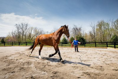 "Reina," a thirteen-year-old Oldenburg is evaluated at the new outdoor equine arena at the Veterinary Teaching Hospital 