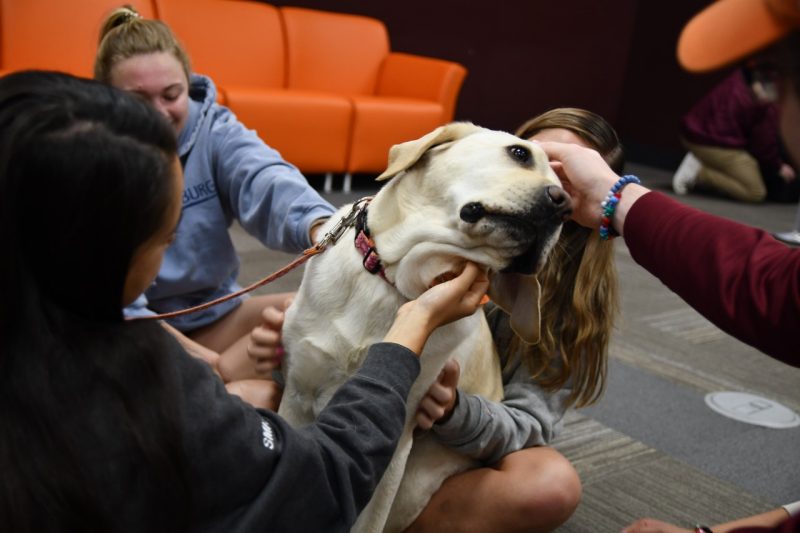 Therapy dog leans in to a student's hand as they pet the dogs head.
