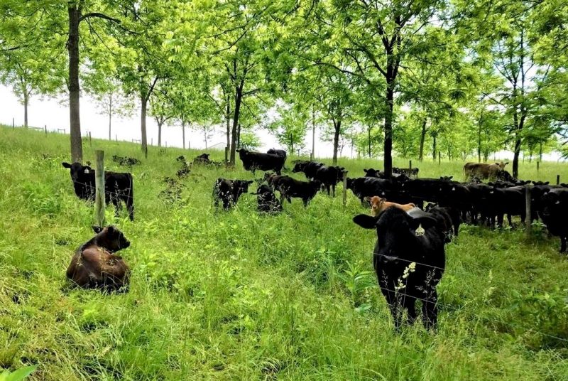 A herd of cattle graze and lie on the ground in a pasture with trees interspersed throughout the grass.