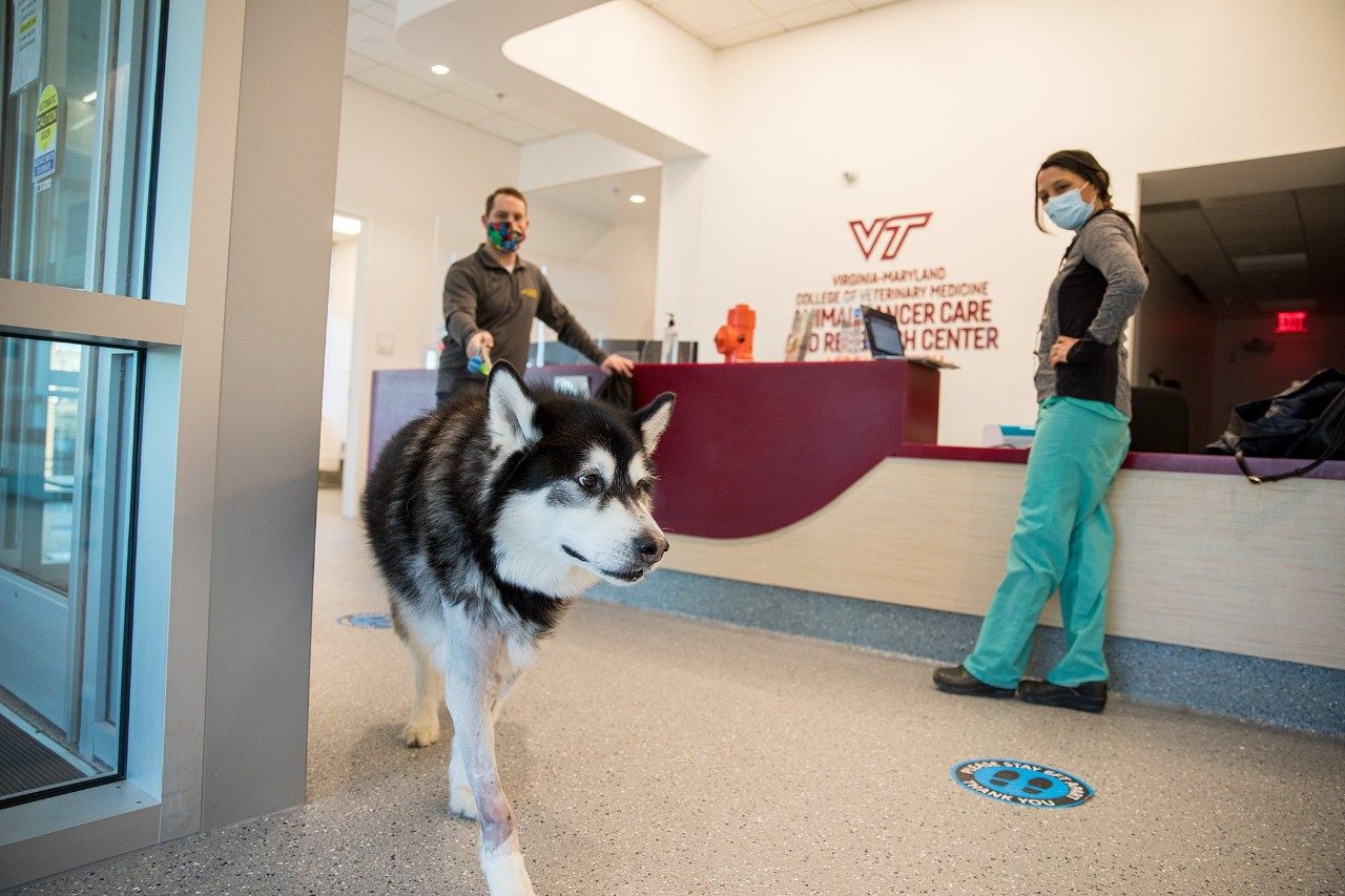 Jake Polverini with his Alaskan malamute, Balian, a patient at the Animal Cancer Care and Research Center in Roanoke, Virginia