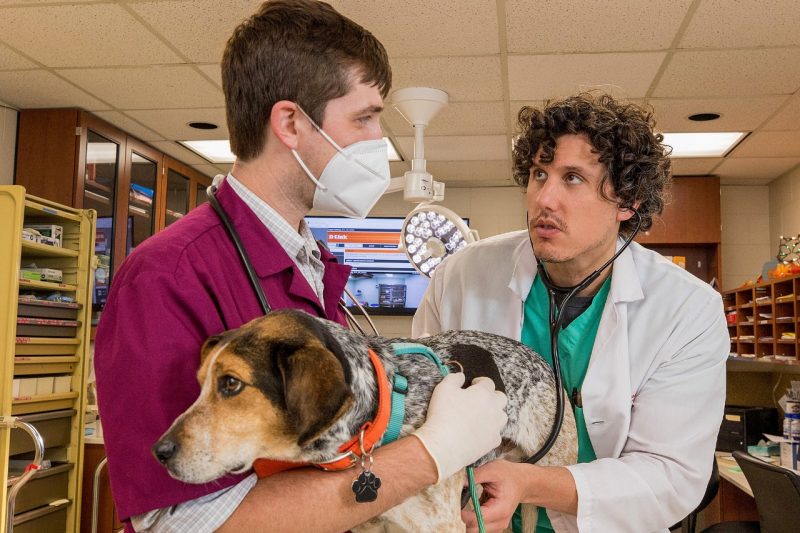 Timothy Bolton, at right, uses a stethoscope on a dog being held by anotherm man. 