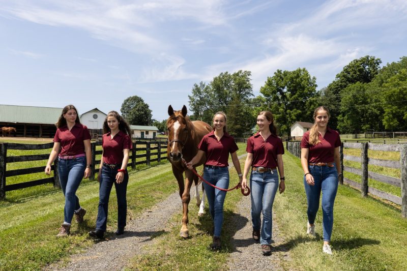 The Middleburg Agricultural Research and Extension Center hosts several interns each summer from Virginia Tech, mainly School of Animal Sciences students. As part of the experience, they work with the horses, and learn from local veterinarians and in-house Virginia Cooperative Extension agents. 