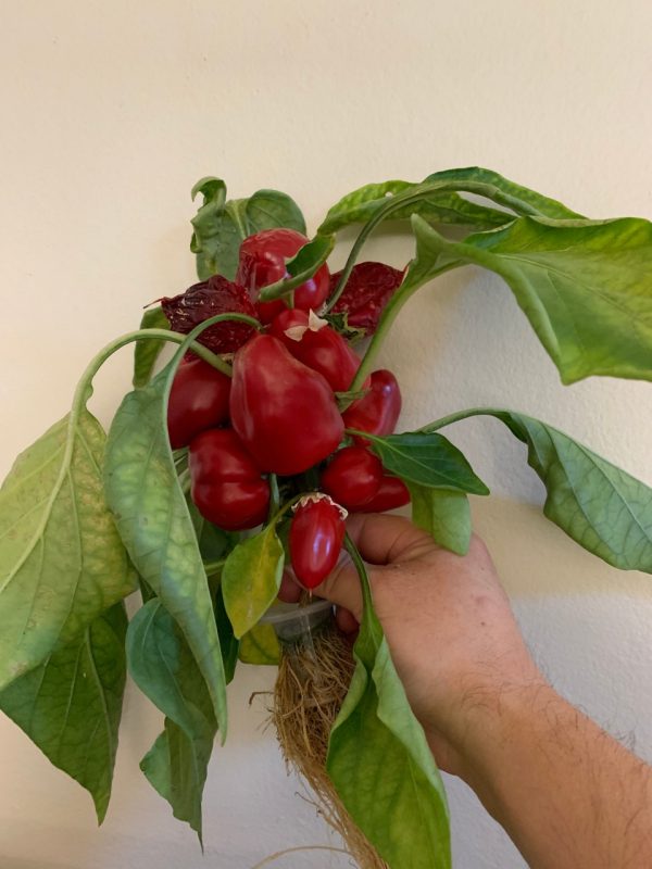 a snacking pepper plant