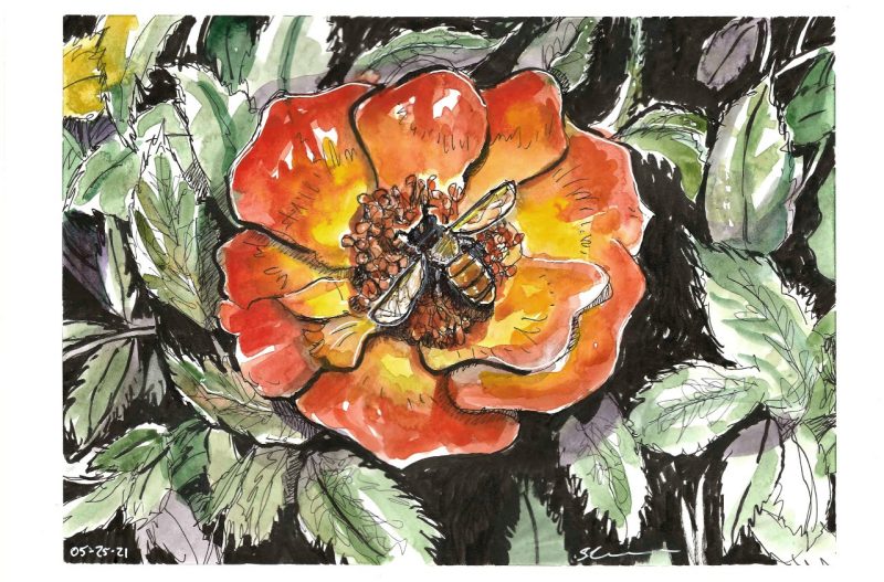 Illustrated picture of a tea rose with a bee in the middle