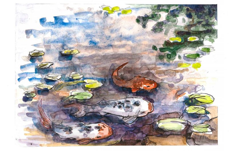 Watercolor and ink sketch of one orange and two spotted koi in a brown and blue pond with green water lilies scattered about