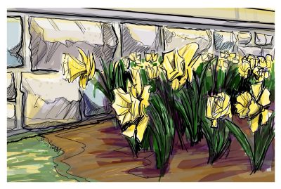 Digital sketch of daffordils or jonquils in front of Newman Library.... which are they? 