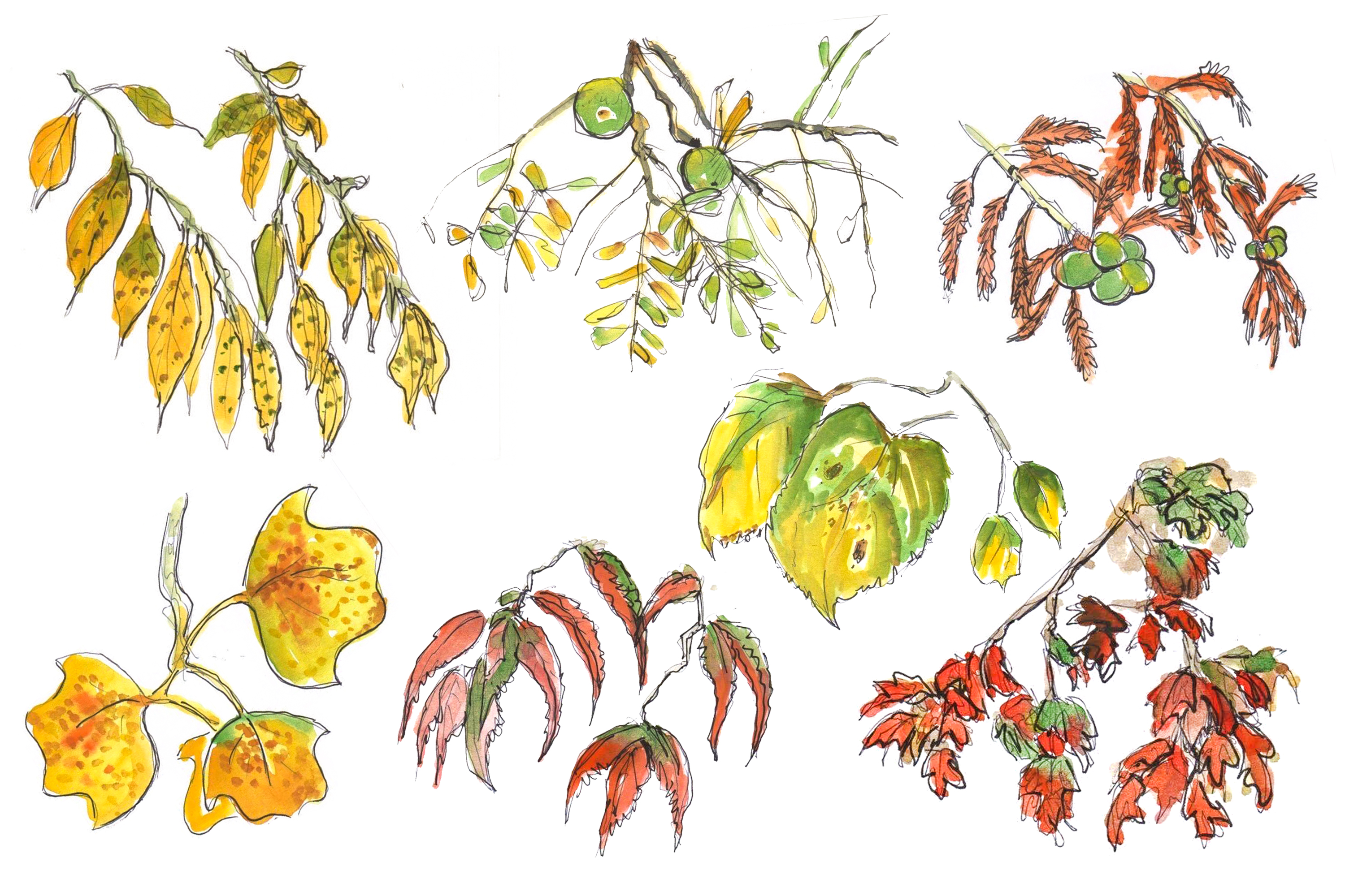 Ink and watercolor sketch of basswood, walnut, red cypress, tulip poplar, sourwood, basswood, and sugar maple leaves