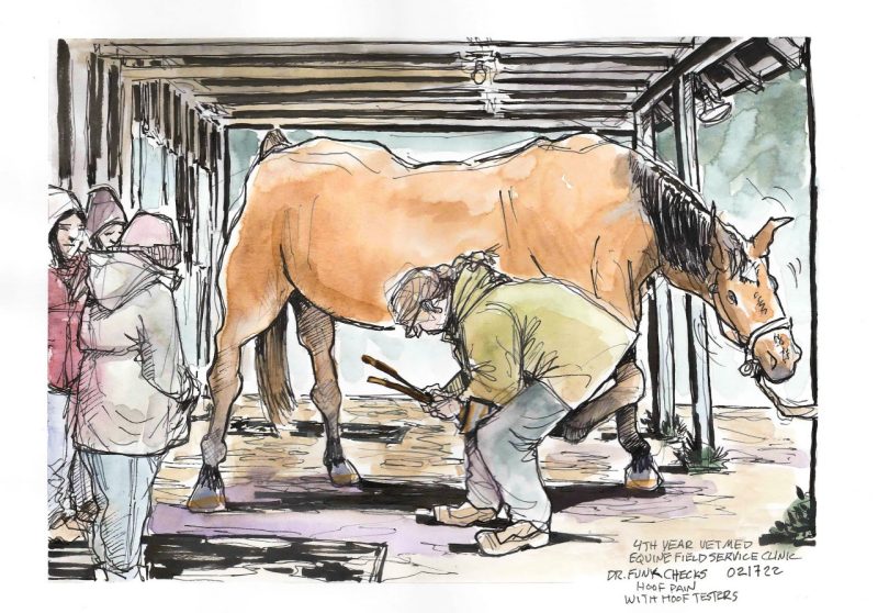 ink and gouache sketch of Dr. Becky Funk checking the hoof of a mare using a set of hoof testers as fourth-year students look on