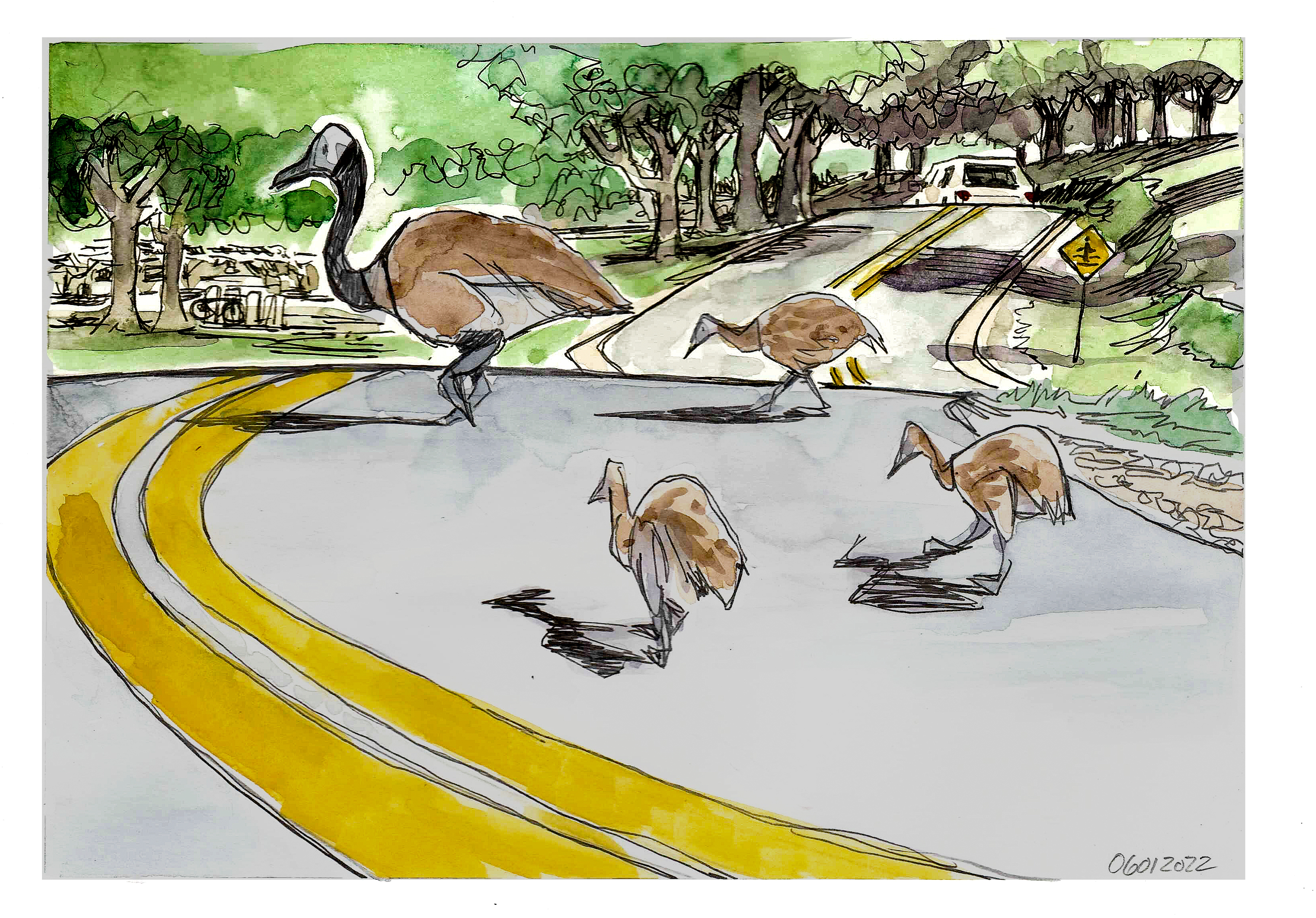 ink and watercolor sketch of a family of geese crossing Duck Pond Road