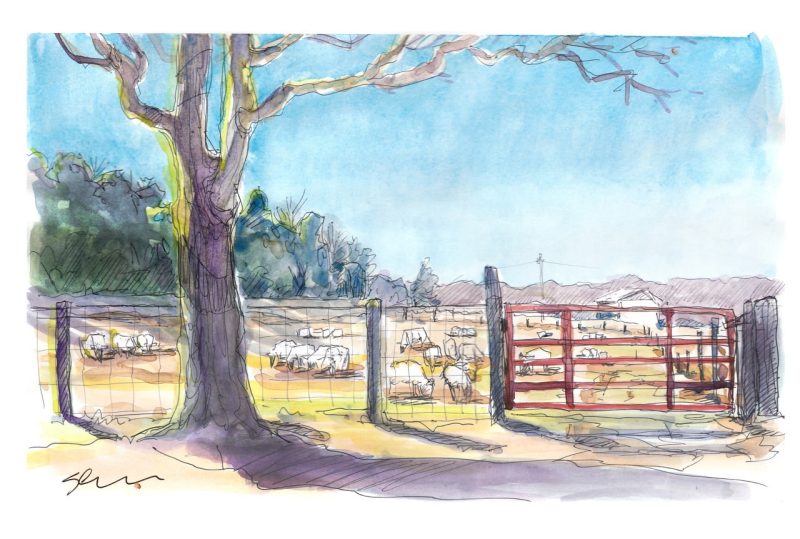 ink and watercolor sketch of sheep in a field grazing