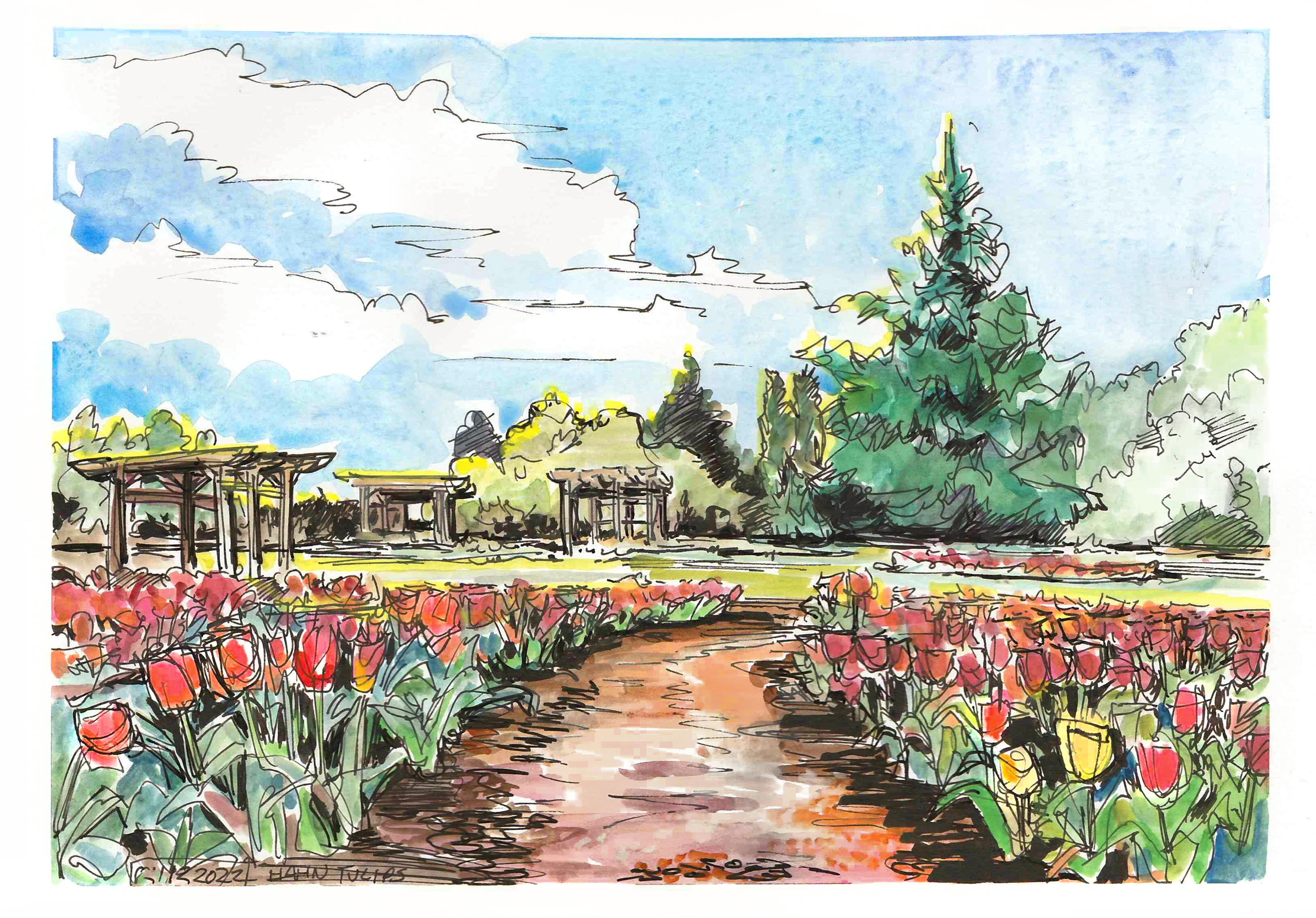 Ink and gouache sketch of tulips lining a mulch path into the Hahn Horticulture Gardens