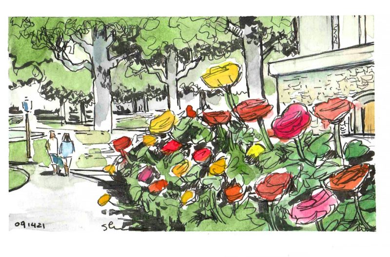 Ink and watercolor sketch of dozens of zinnia blossoms in a row in front of the War Memorial Chapel on the Drillfield. The blossoms are red, pink, orange and yellow. Two students are walking in the distance near a lamp post. 