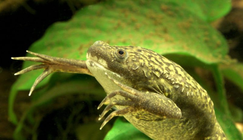 African clawed frog