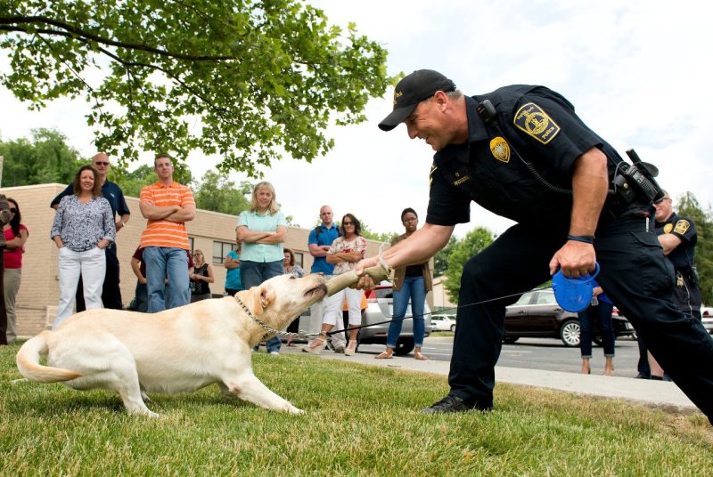 Police dog demonstration