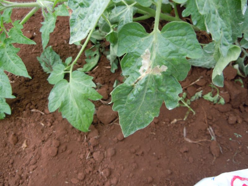 Crops damaged by tomato leafminers.