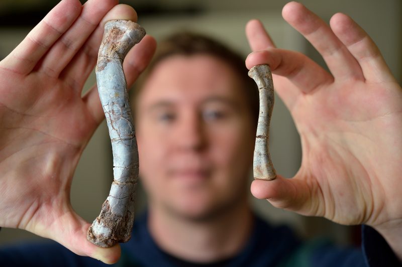 Geosciences graduate student Christopher Griffin holds two Asilisaurus kongwe leg bone fossils