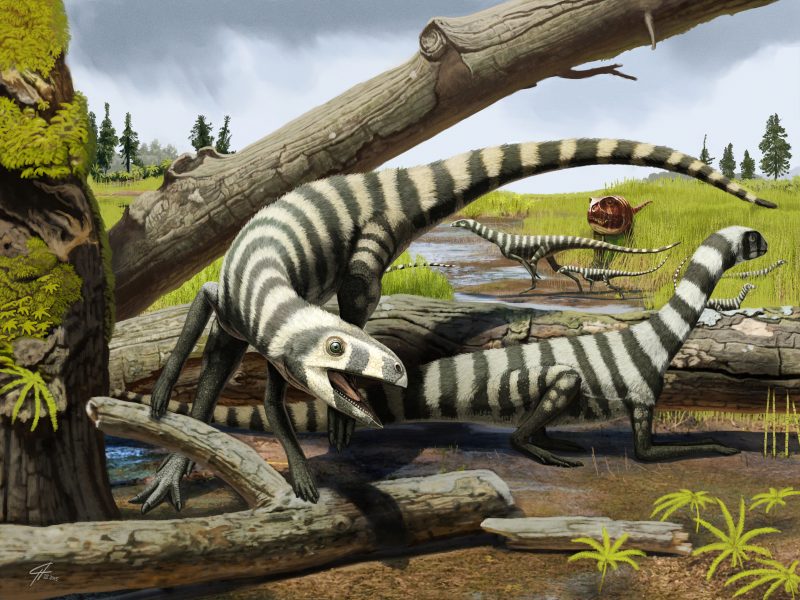 Artistic depiction of Asilisaurus