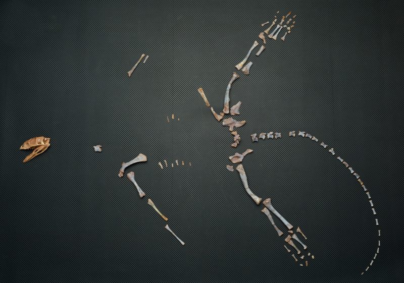 A partial skeleton of the Asilisaurus