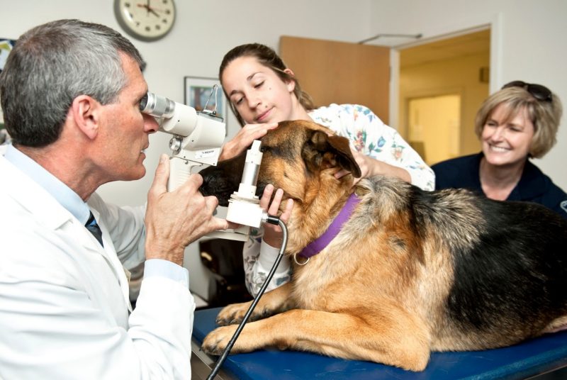 Service dog eye exam