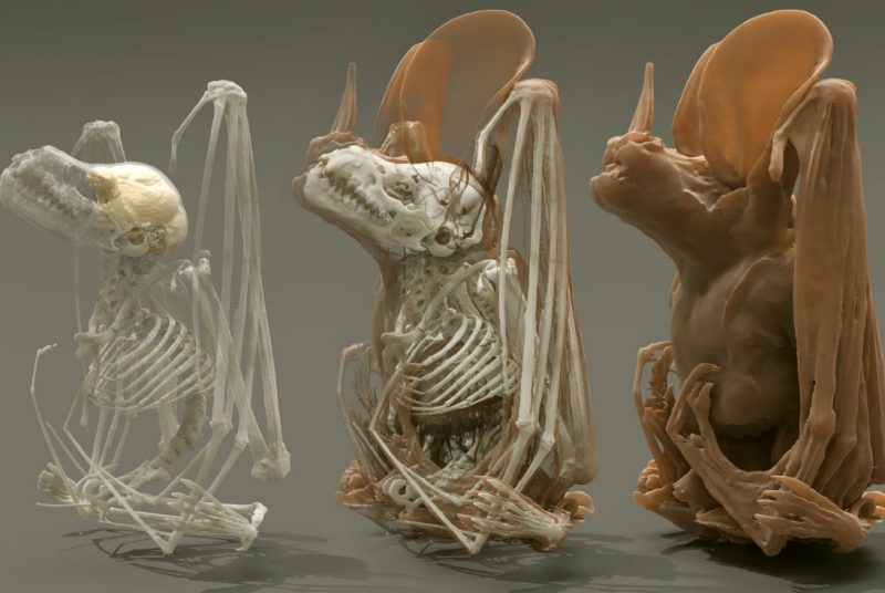 digital image of bat skeleton with superimposed flesh