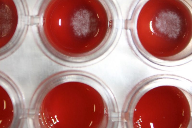 Picture of A. fumigatus growth in solid blood media. White spots in wells show fungal growth while clear wells shows no growth because of SidA inhibition.