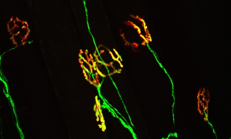 Pretty image of a synapse